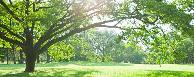 公園